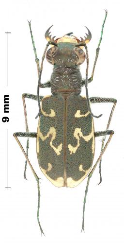 Cylindera arenaria